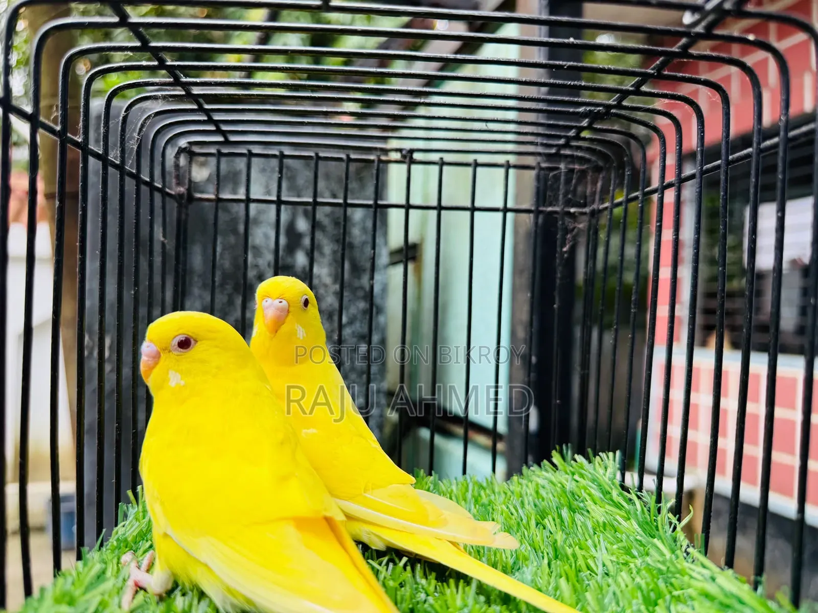 লুটিনো রেড আই পেয়ার