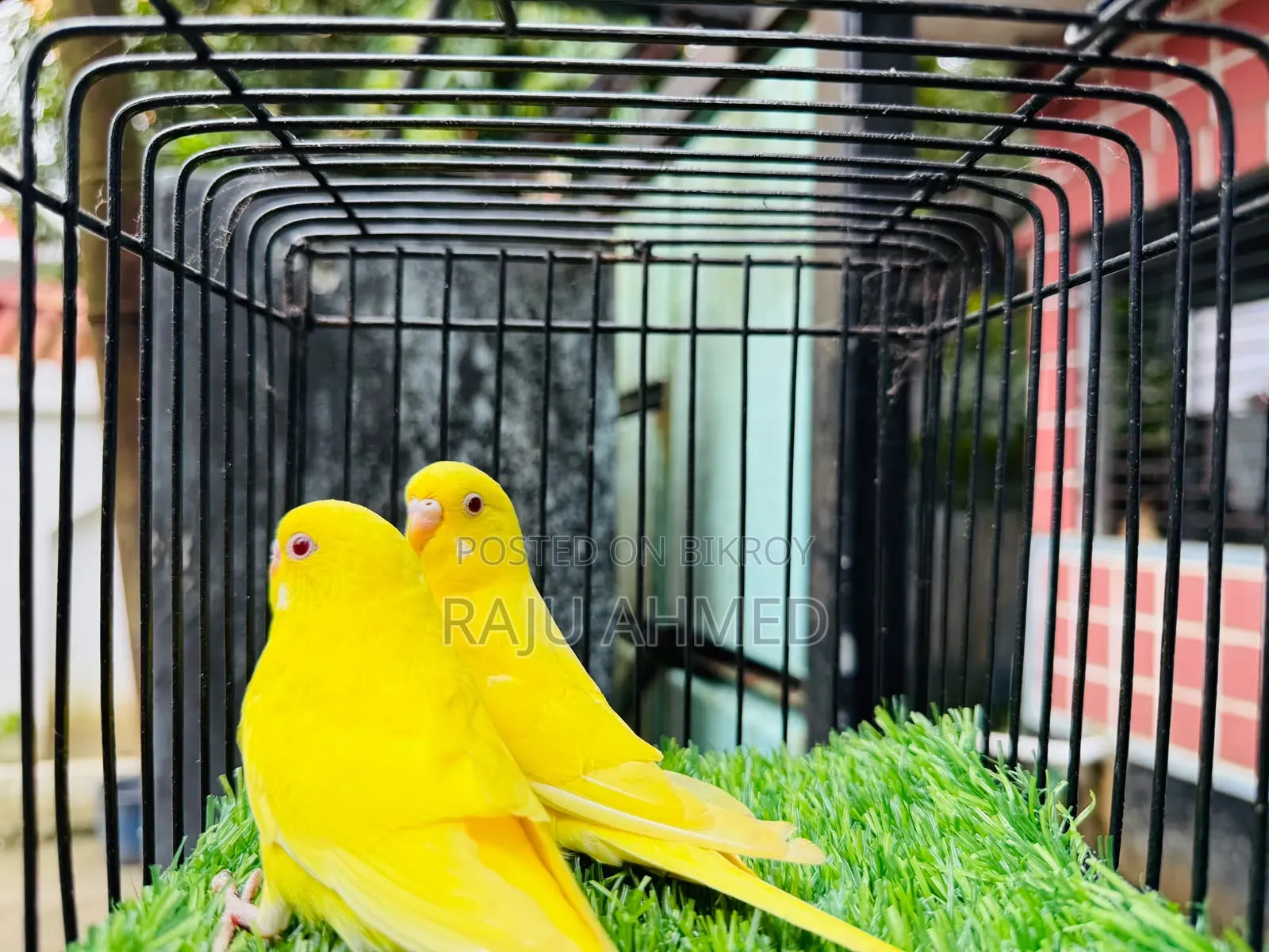 লুটিনো রেড আই পেয়ার