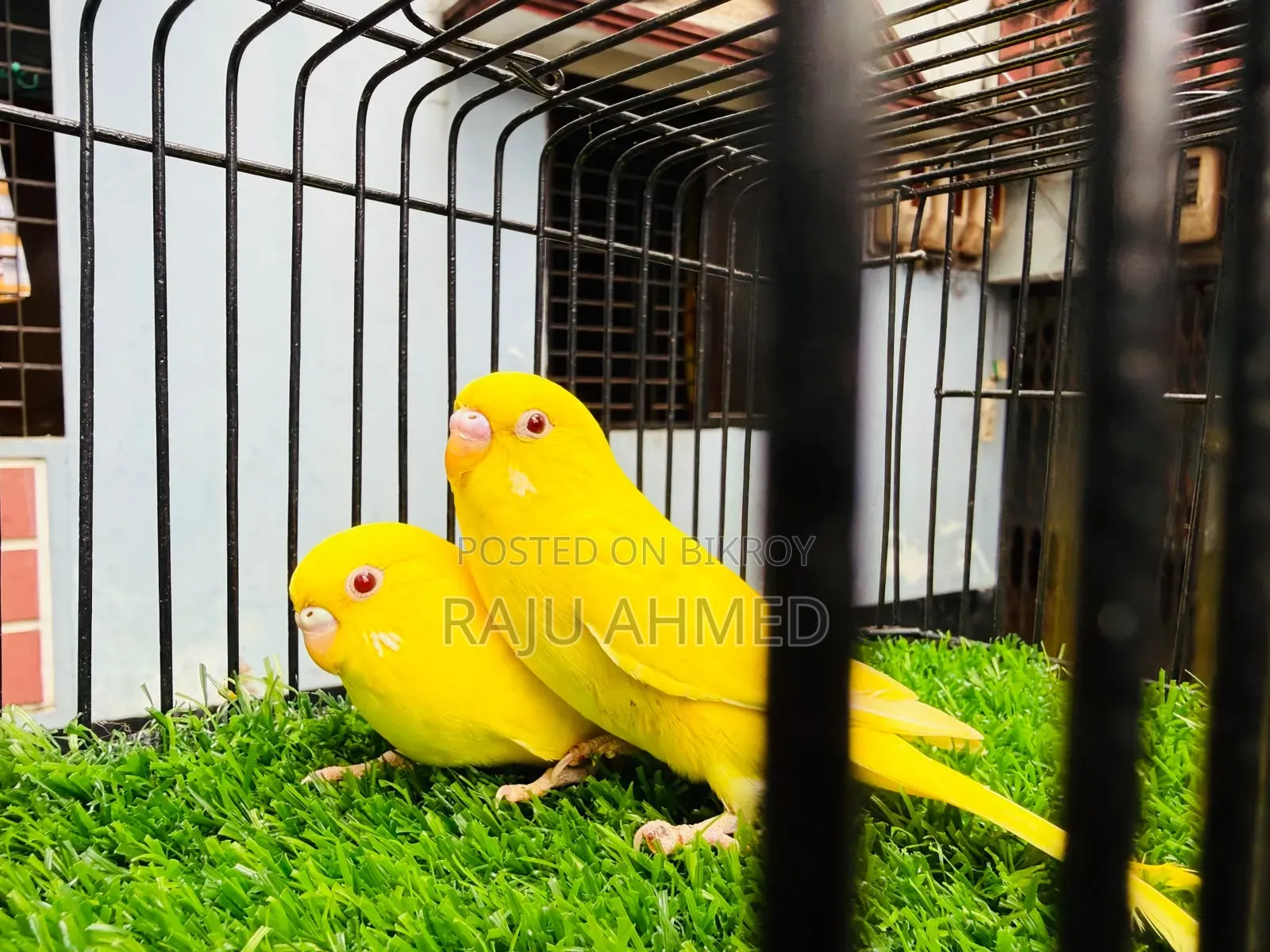 লুটিনো রেড আই পেয়ার