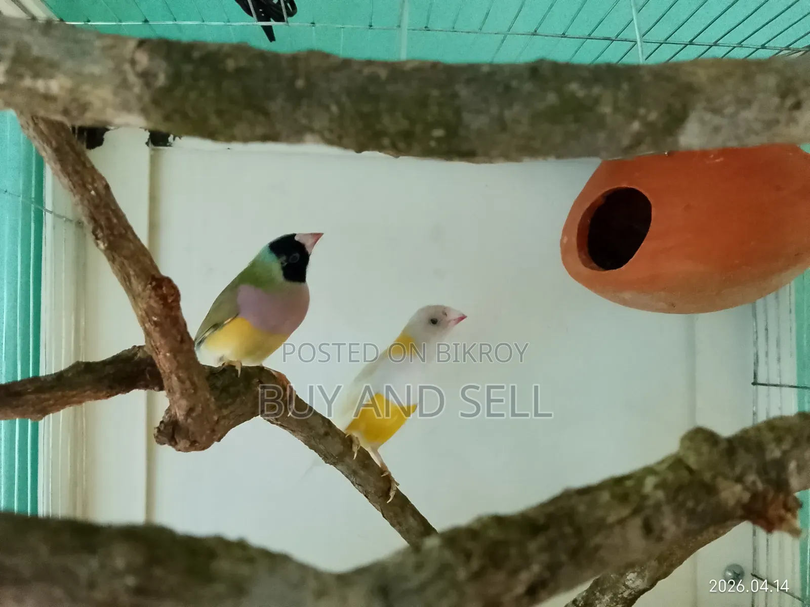 Gouldian Finch 1 pair