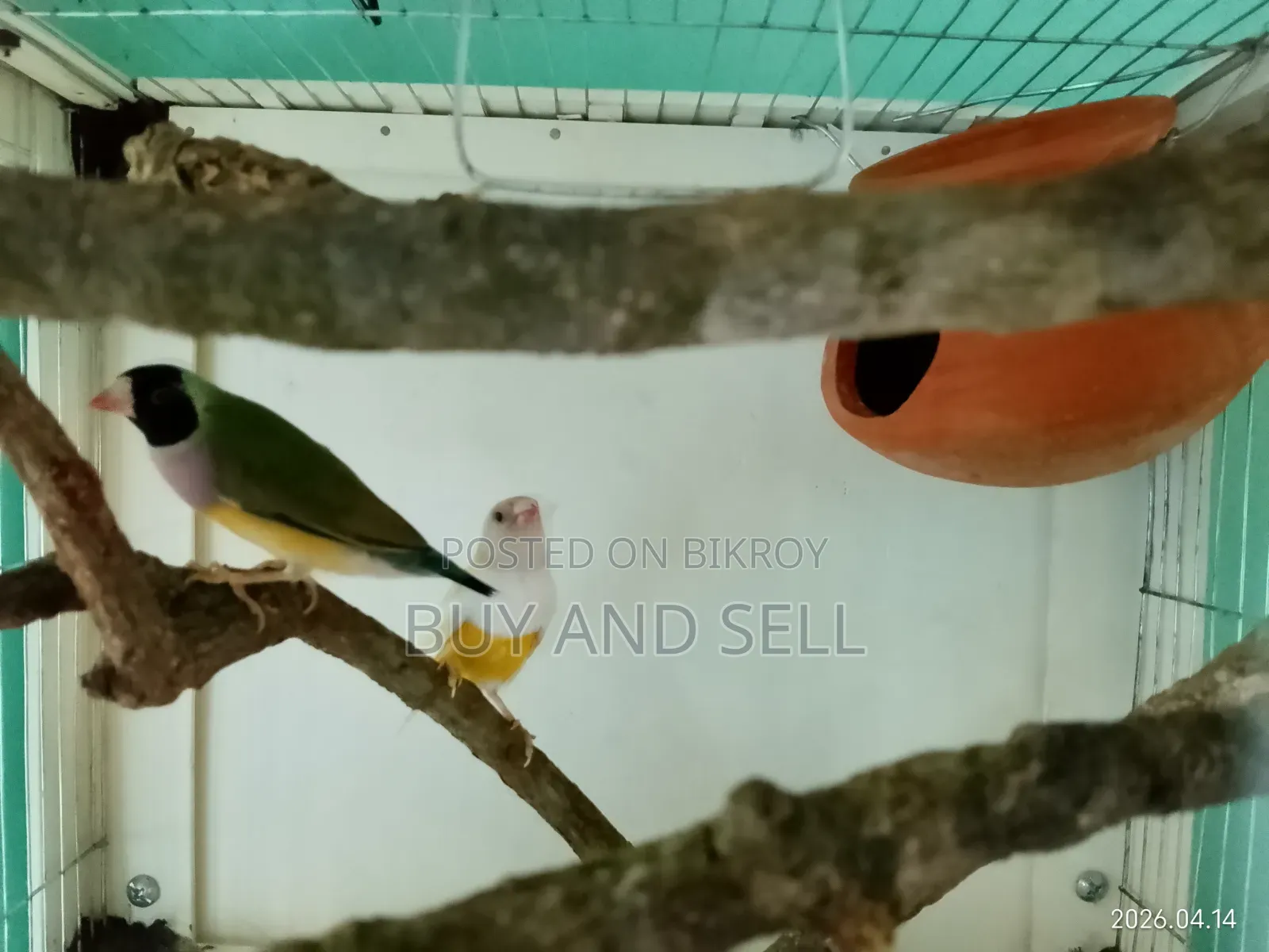 Gouldian Finch 1 pair