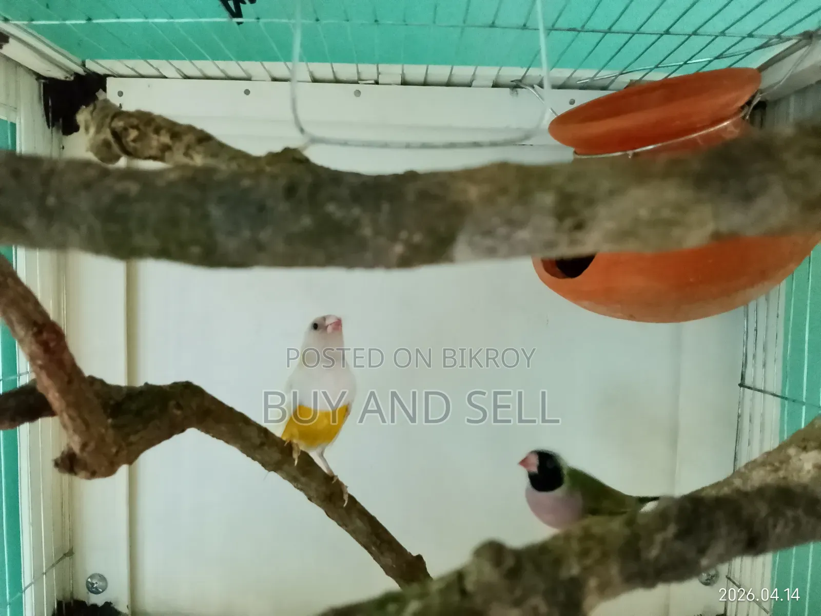 Gouldian Finch 1 pair