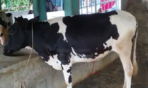 Buy good breed heifer 1492.