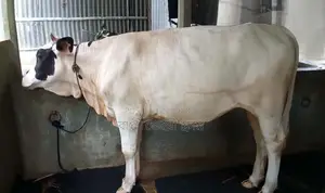 Cow for Sale: Pregnancy Heifer #1493