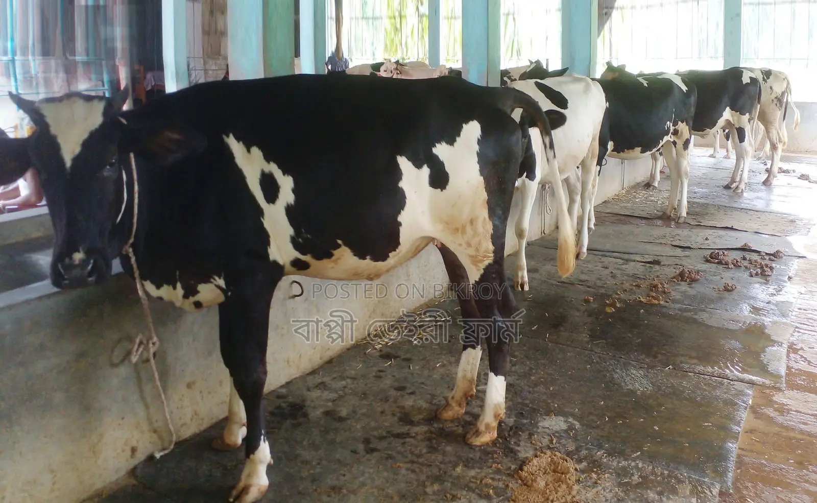 5 improved breed heifers for sale, No. 1494.