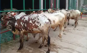 7 bulls, number 1495, are for sale.