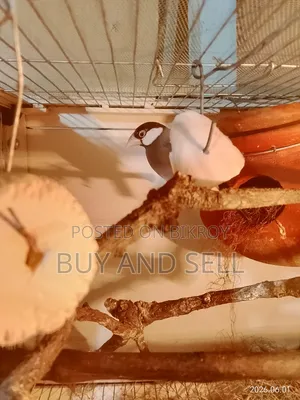জাভা ফিঞ্চ ১ জোড়া