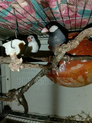 জাভা ফিঞ্চ ১ জোড়া