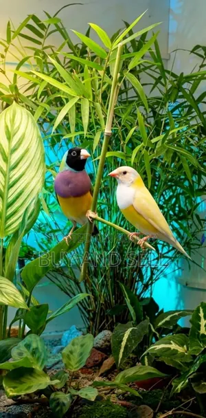 গোল্ডিয়ান ফিঞ্চ ১ জোড়া
