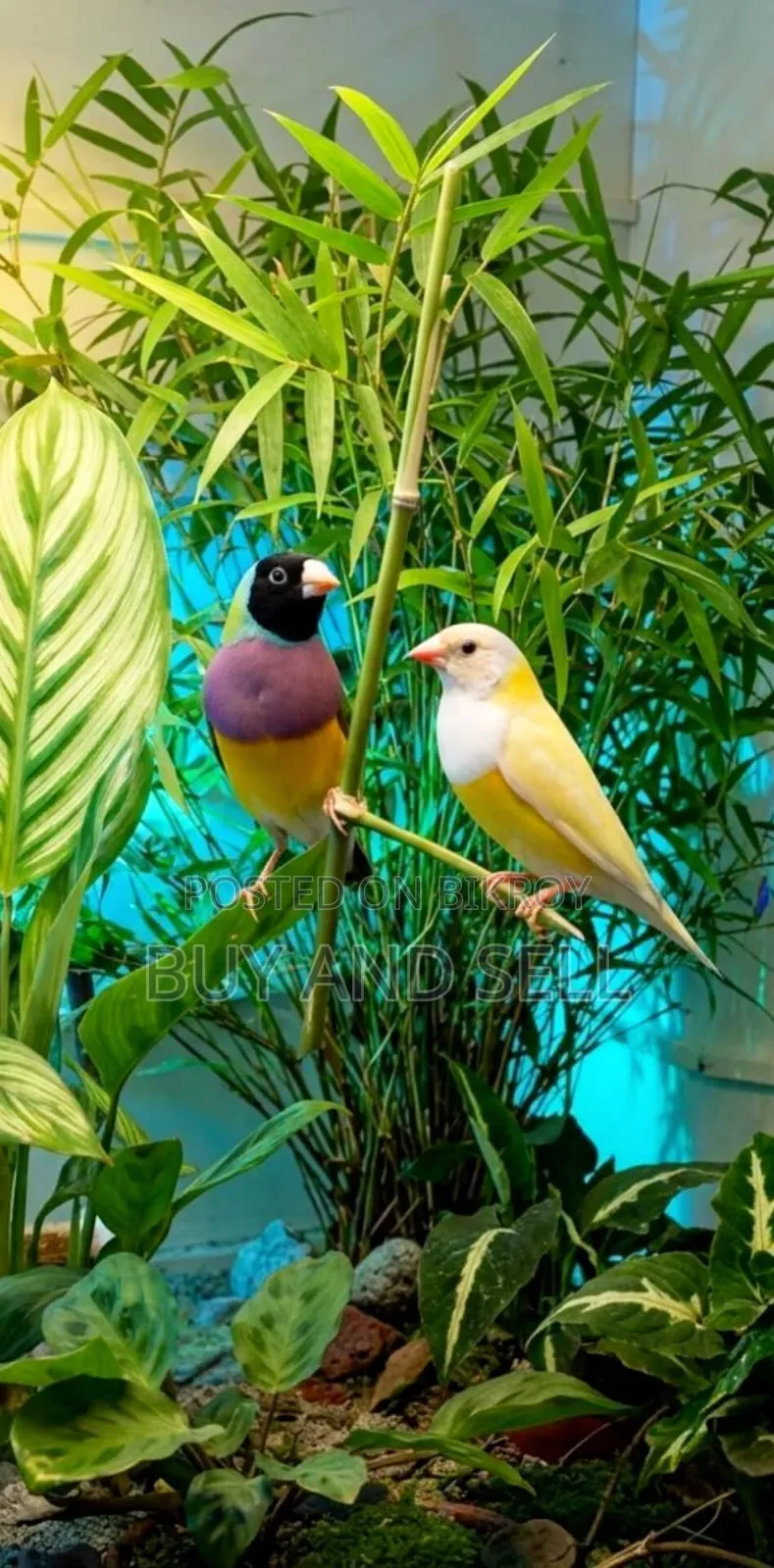 Gouldian Finch 1 pair