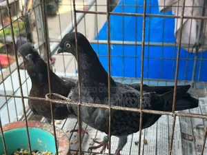 বুদাপেস্ট হাইফ্লায়ার