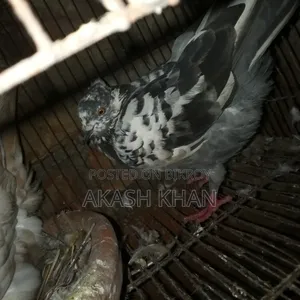 4জোড়া গোল্লা জাতের কবুতর ব্রিকি করবো