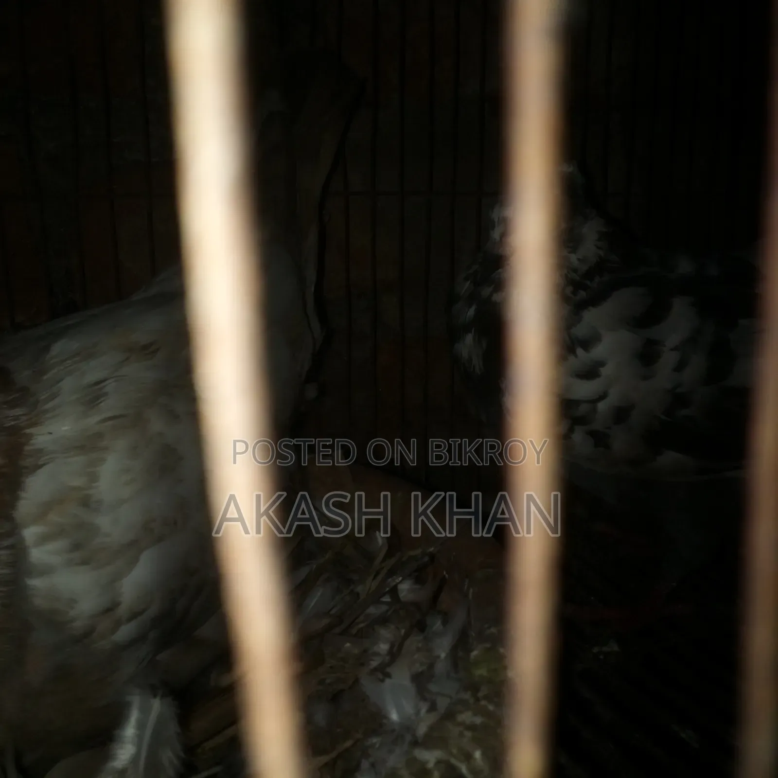 Will sell 4 pairs of Golla breed pigeons