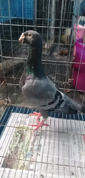 Pigeons for Sale
