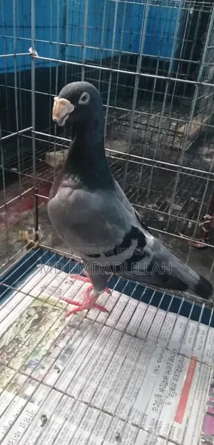Pigeons for Sale