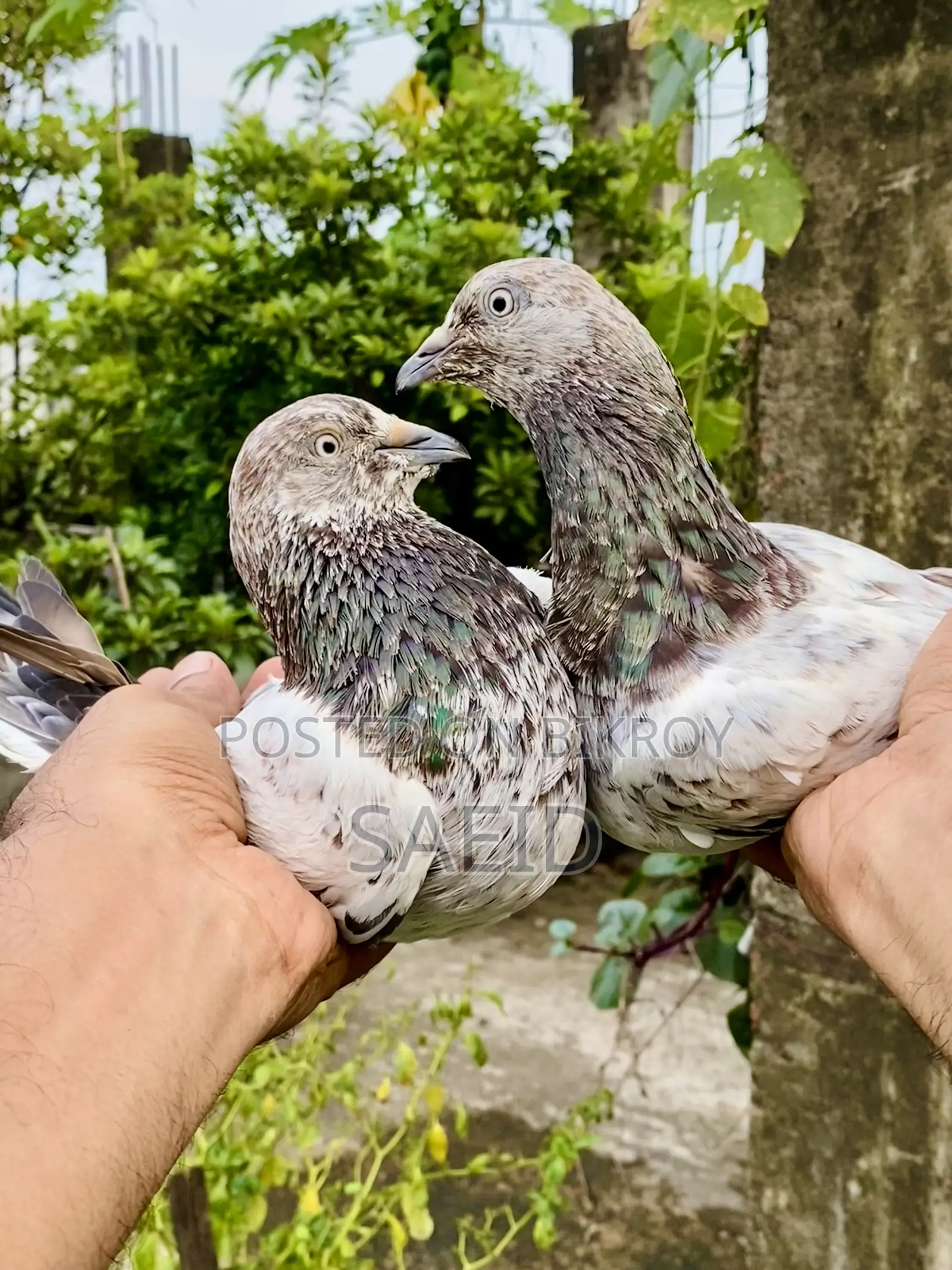 লালপত্তি রানিং পেয়ার (গ্রান্টেড)