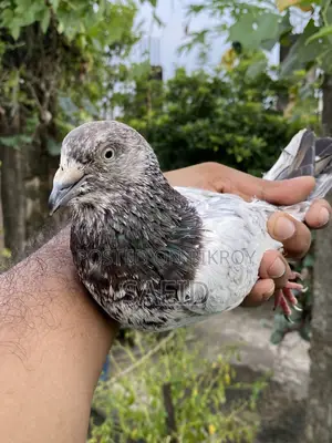 লালপত্তি রানিং পেয়ার (গ্রান্টেড)