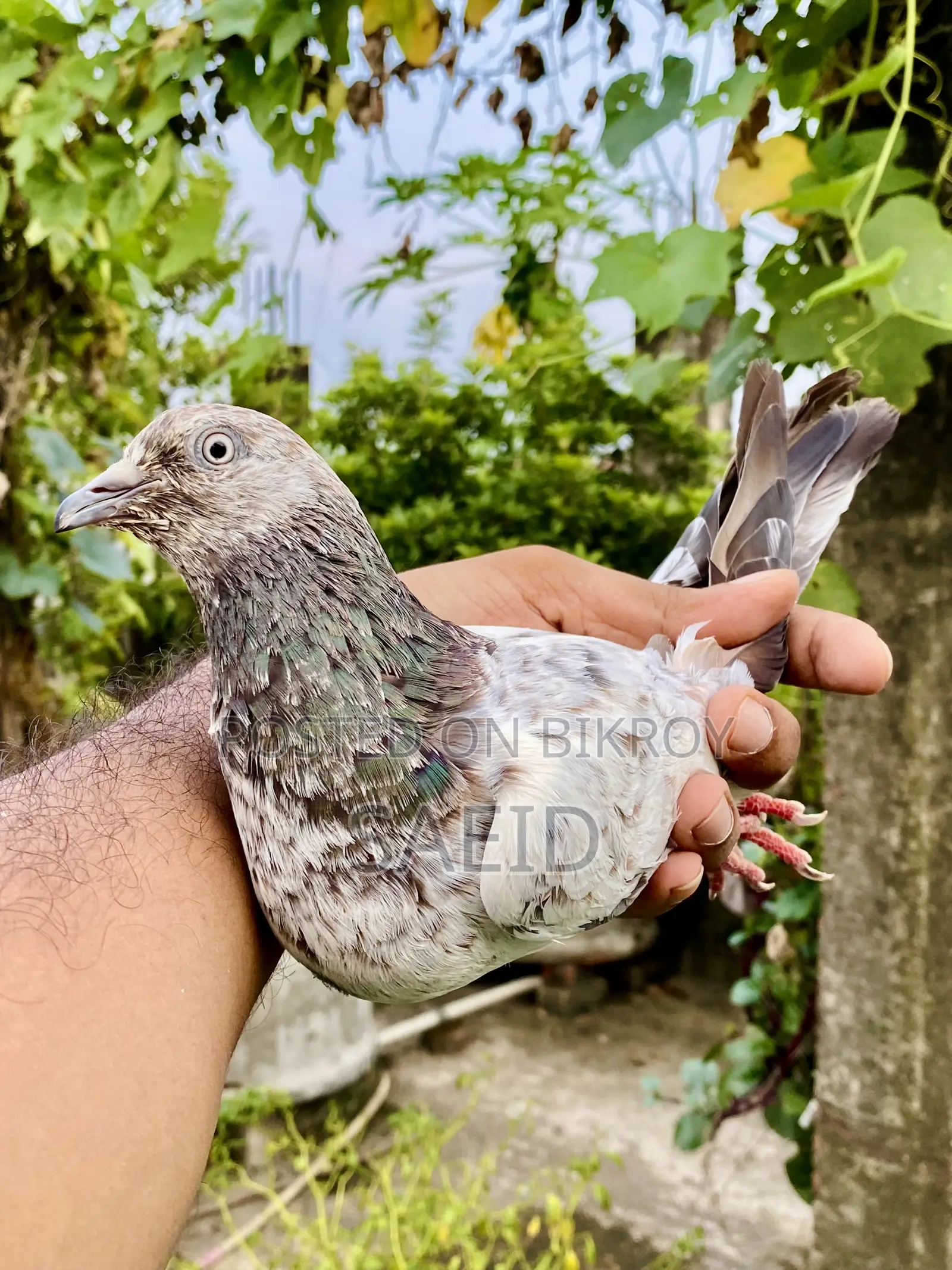 লালপত্তি রানিং পেয়ার (গ্রান্টেড)