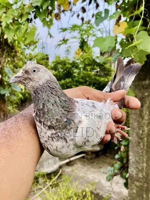 লালপত্তি রানিং পেয়ার (গ্রান্টেড)