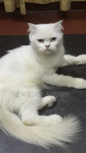 ১+ বছরের ফিমেল পিওরব্রেড পার্সিয়ান