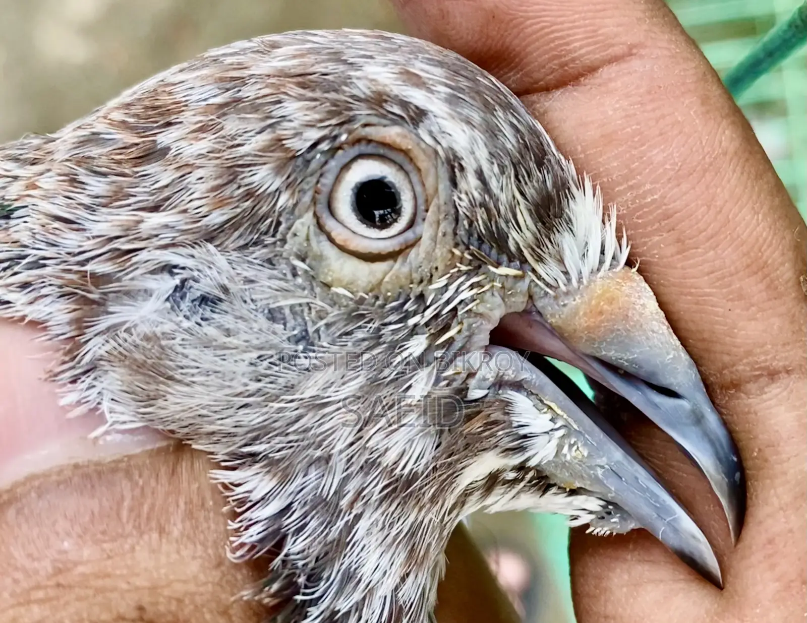 লালপত্তি রানিং পেয়ার (গ্রান্টেড)