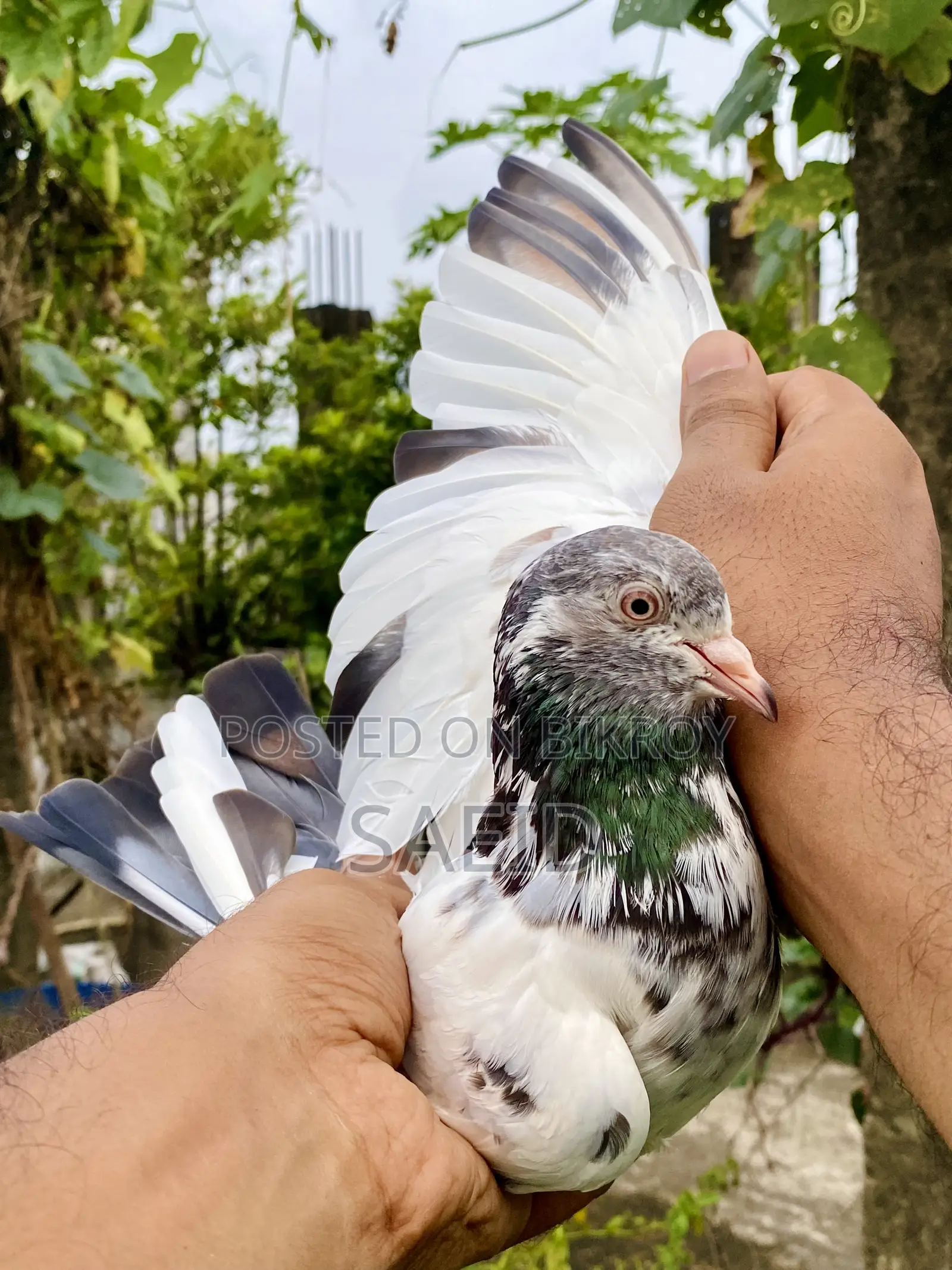 আমদানি করা রানিং গোল্ডেন মাদি