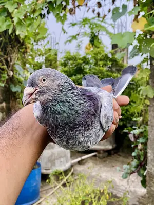 সিলভার ফেট রানিং