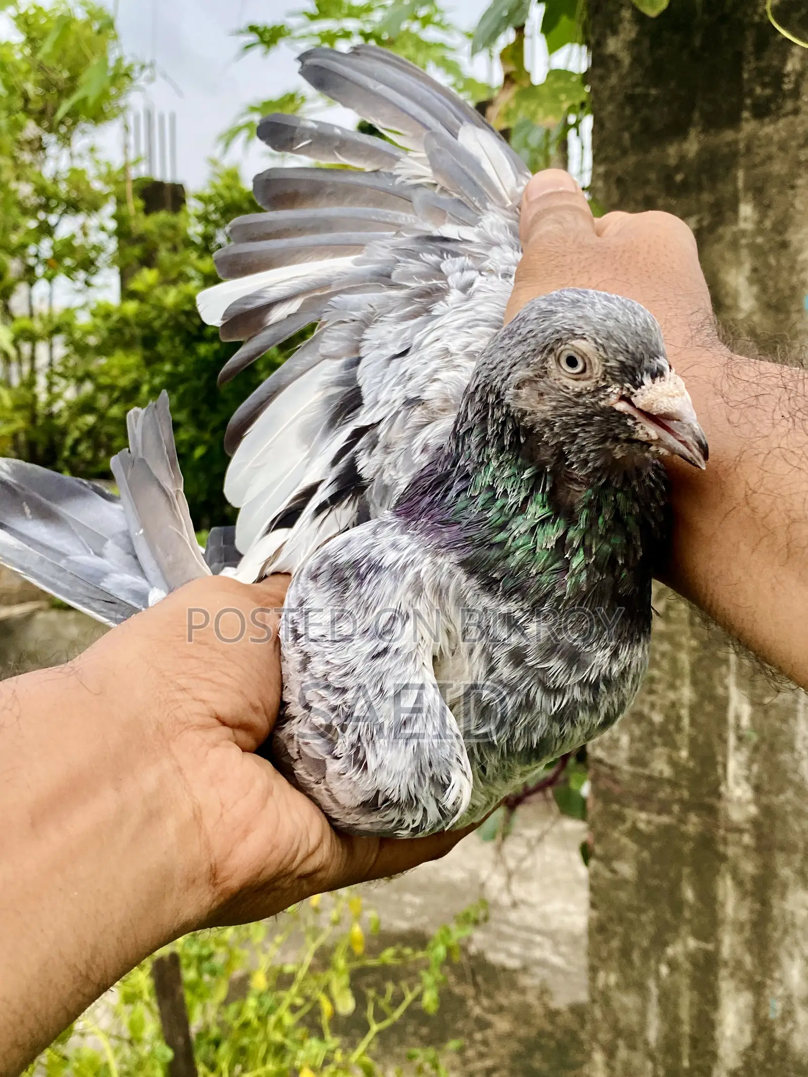 সিলভার ফেট রানিং