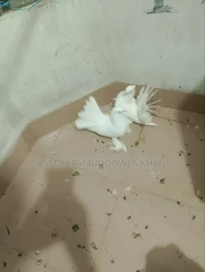 গৃহপালিত পায়রা