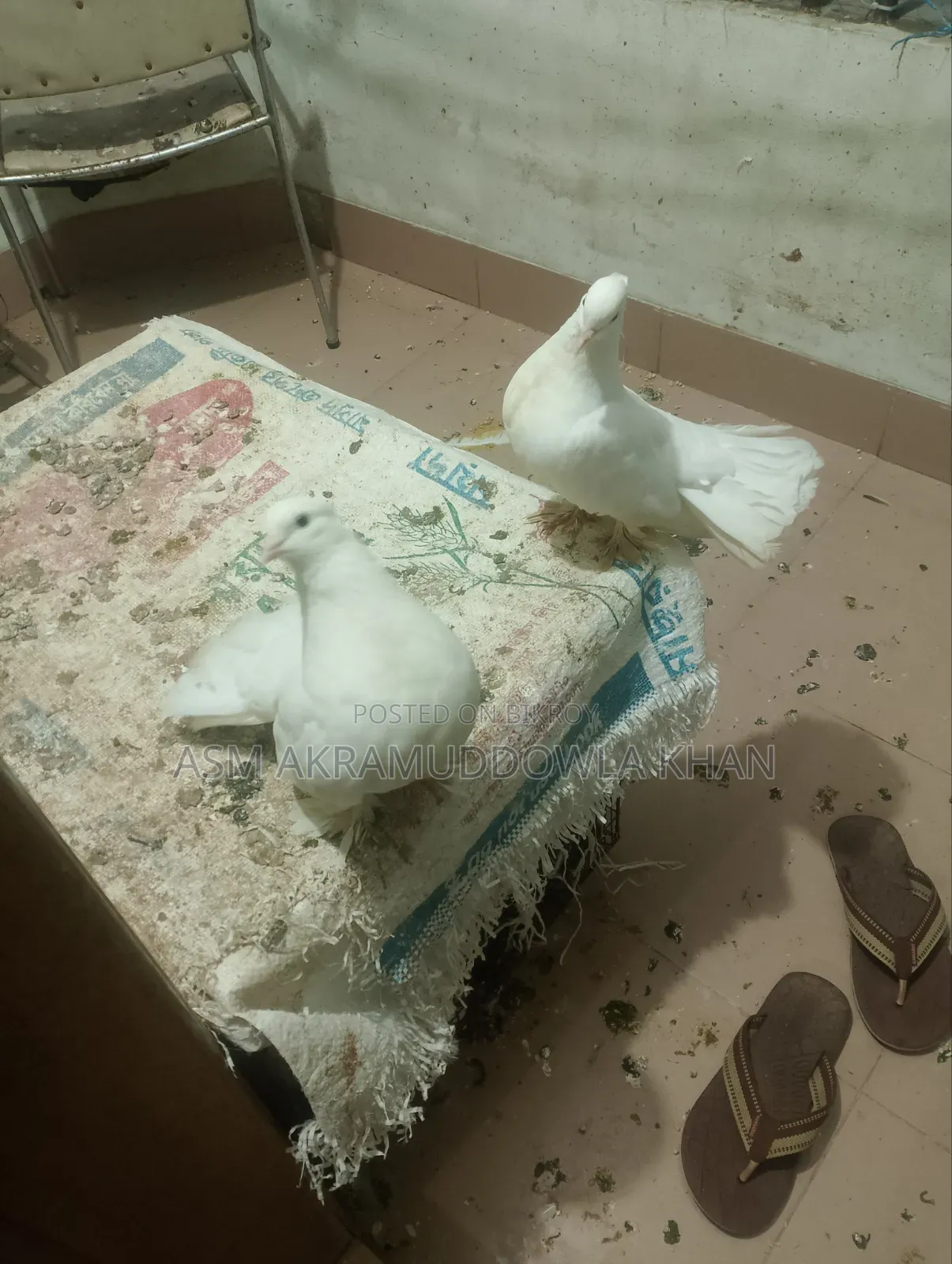 Home Pigeon