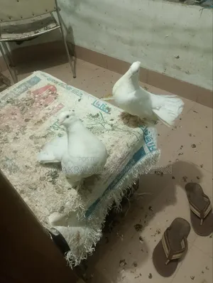 Home Pigeon