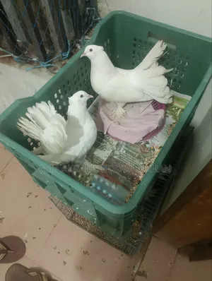 Home Pigeon