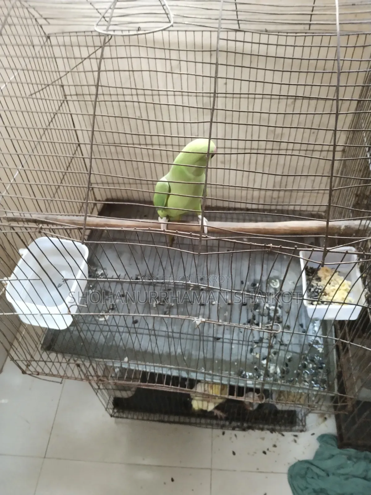 কলাপাতা সবুজ টিয়া