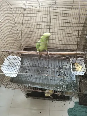 কলাপাতা সবুজ টিয়া