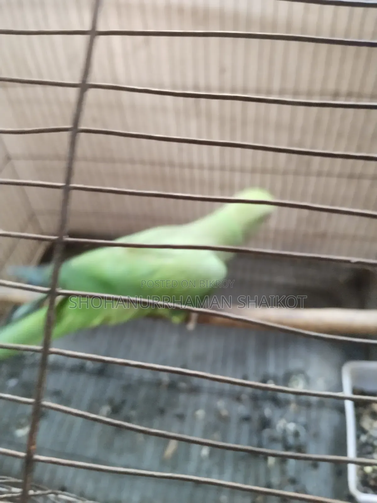 কলাপাতা সবুজ টিয়া