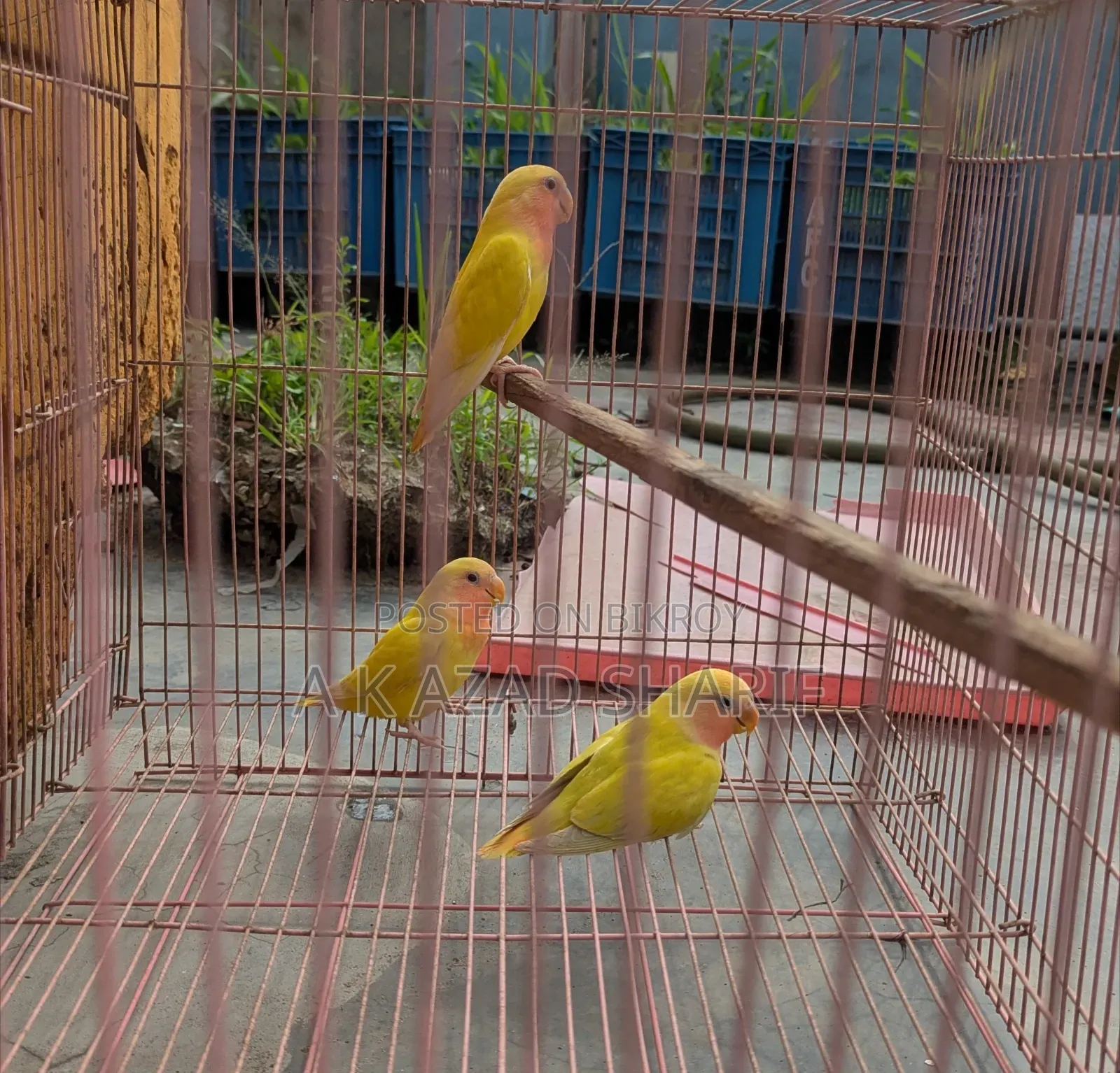 Lutino Red Eye Lovebird Baby