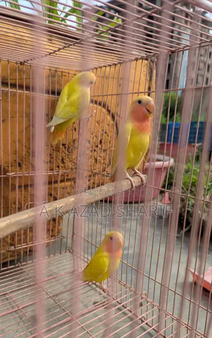 Lutino Red Eye Lovebird Baby