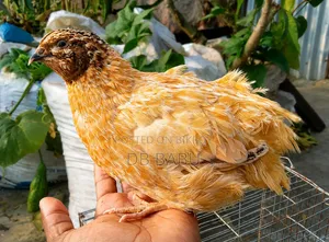 Giant Cottonique Brown Color Quail Bird