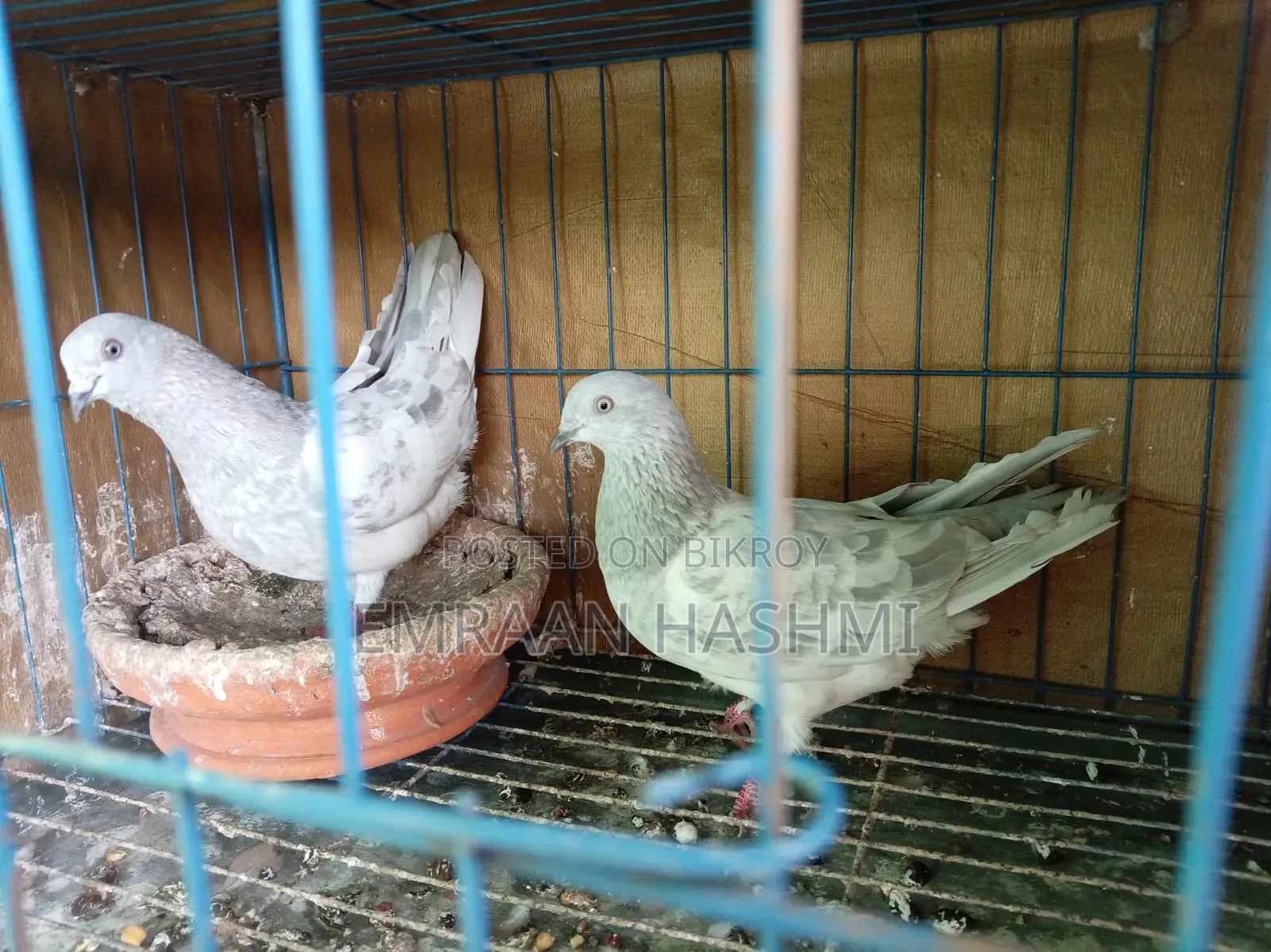 খাকি রানিং পেয়ার