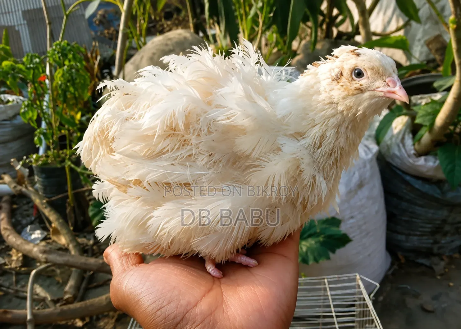 Giant Coturnix White Color Quail Bird