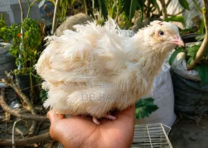 Giant Coturnix White Color Quail Bird