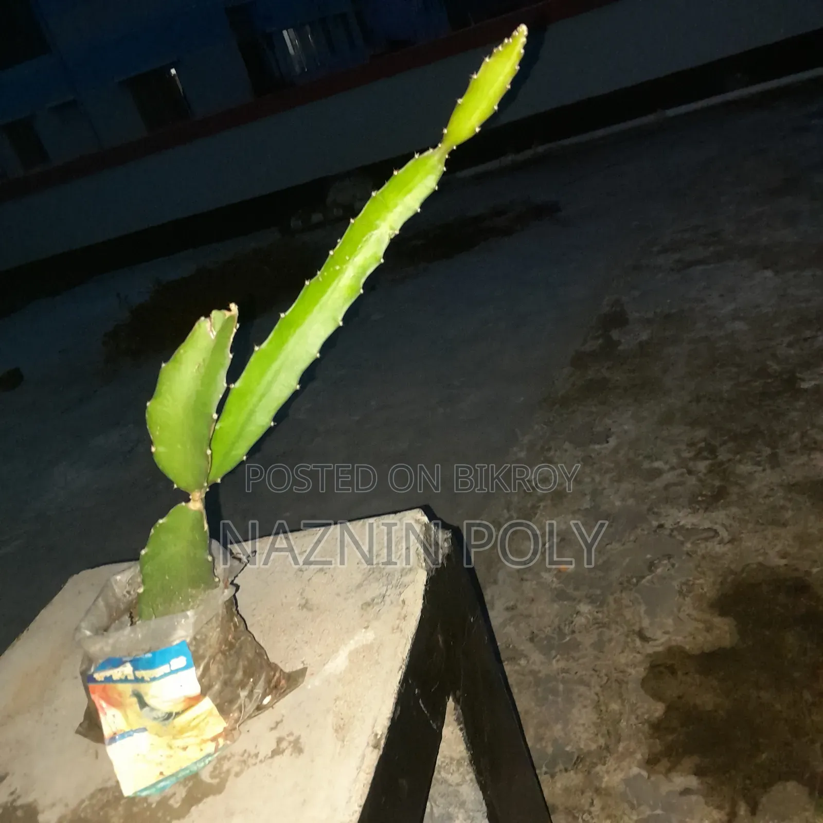 রেড ড্রাগন ফ্রুট প্ল্যান্টস