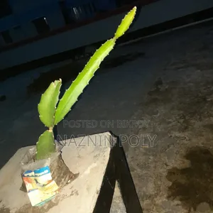 Red Dragon Fruit Plants