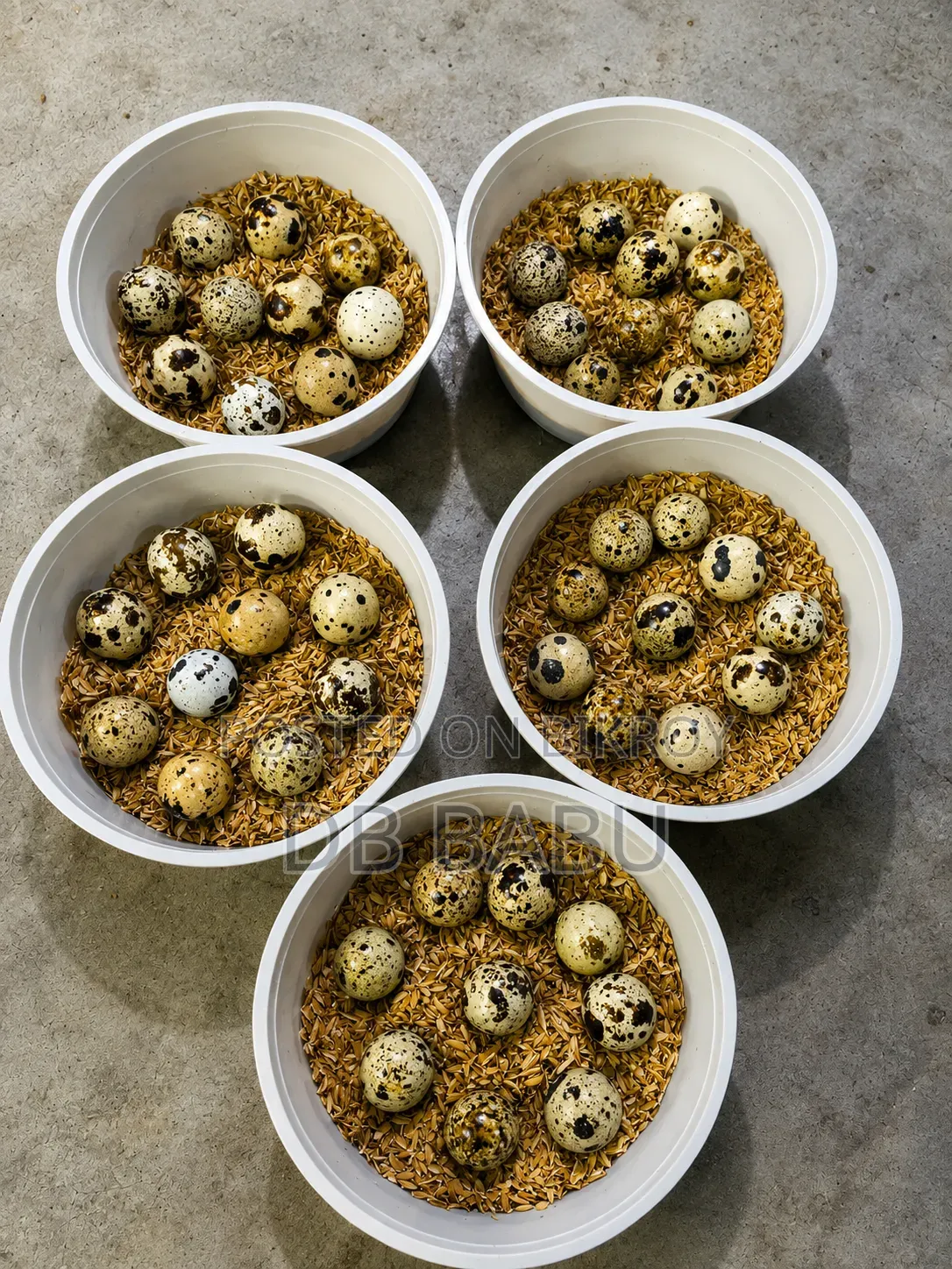 Giant Cottonica Quail Seed Egg