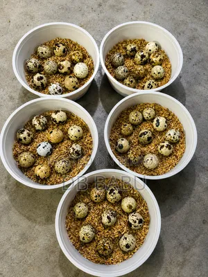 Giant Cottonica Quail Seed Egg