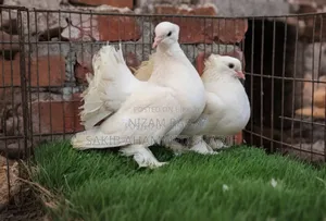 Indian Fantail Pigeon. Mayurpankhi Pigeon