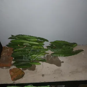 Red Dragon Fruit Cutting