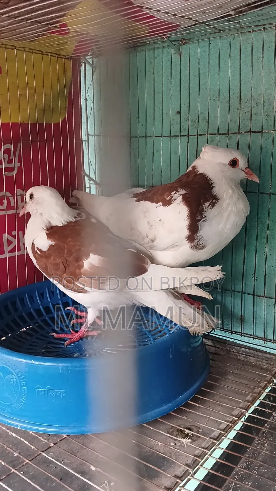 Pigeons for Sale