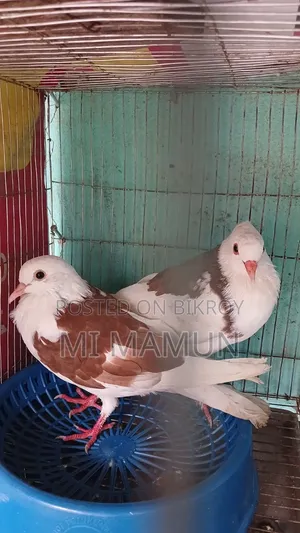 Pigeons for Sale