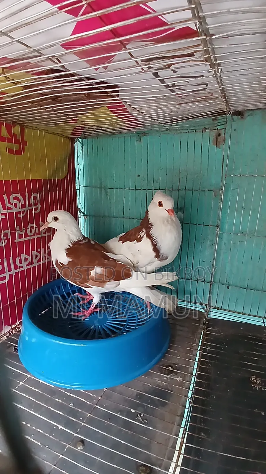 Pigeons for Sale
